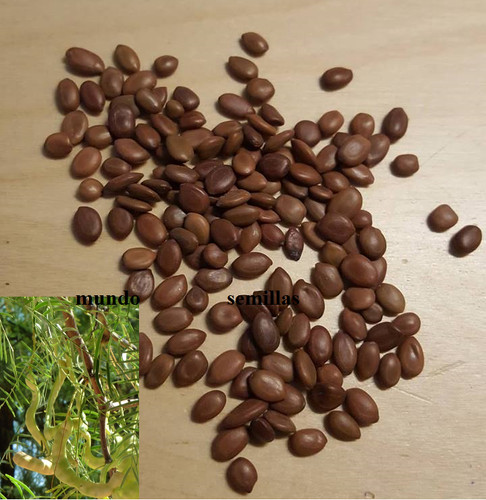Johannisbrot chilenische - chilenische,