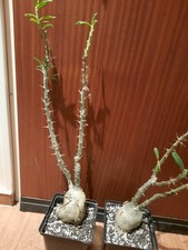 Pachypodium succulentum