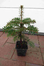 Nordmanntannen 5st. 25-50cm im Topf Weihnachtsbaum Nordmanntanne XXL