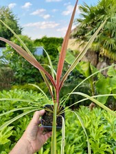 1 x Keulenlilie - Cordyline 'Red Heart'