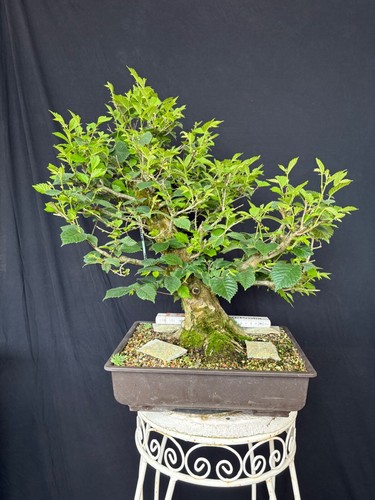 Bergulme bonsai prebonsai - bonsai,