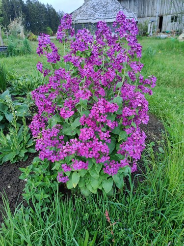 Silbertaler - , (lunaria