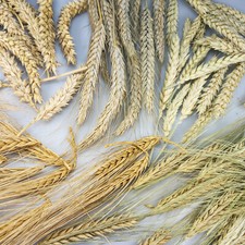 Getreideähren Weizen