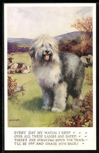 Bobtail mit schafen auf der - mit,