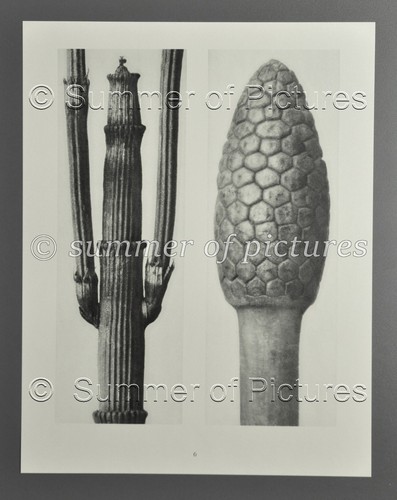 Karl blossfeldt 1928 photo - blossfeldt,