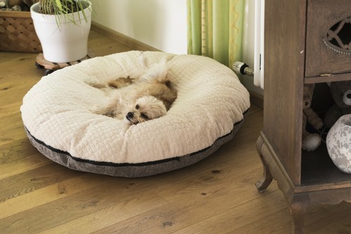 Trendpet big belly - trendpet, hundebett