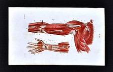 1867 Masse Human Anatomy Print
