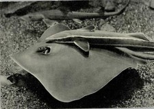 11030455 - Stachelrochen Meerestier