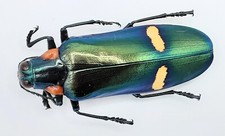 Buprestidae, Megaloxantha