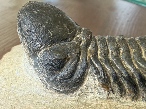 Reedops cephalotes trilobit - cephalotes,,