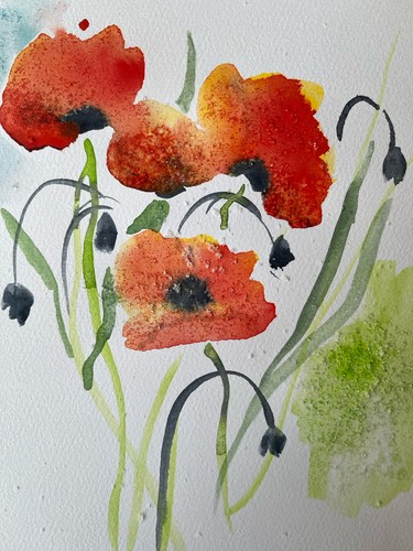 Mohn bild aquarell - mohn, 20*15