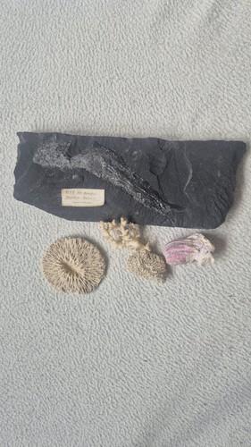 Fossile fisch scheiben hirn - scheiben, +hirn