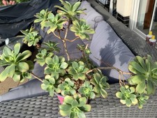 Aeonium Kiwi ganze Pflanze zu verkaufen