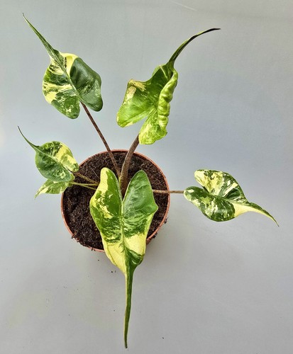 Alocasia stingray aurea - alocasia,