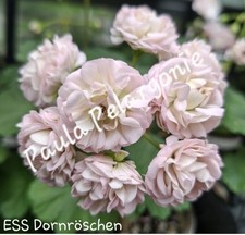 Pelargonie Geranie 🌸ESS