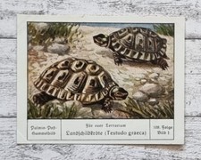Landschildkörte Testudo graeca Terrarium Palmin Sammelbild 108 Reklame Vintage