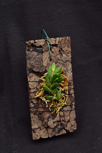 Dendrobium lichenastrum