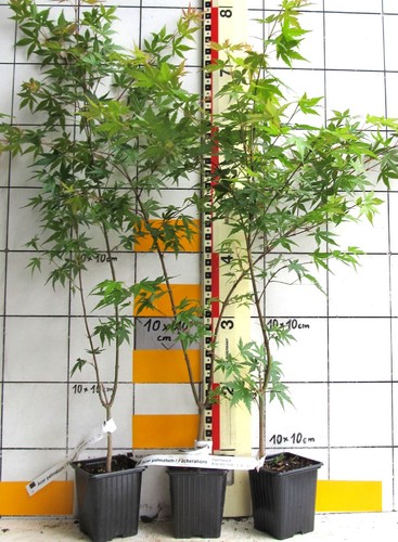 Acer palmatum japanischer - /,
