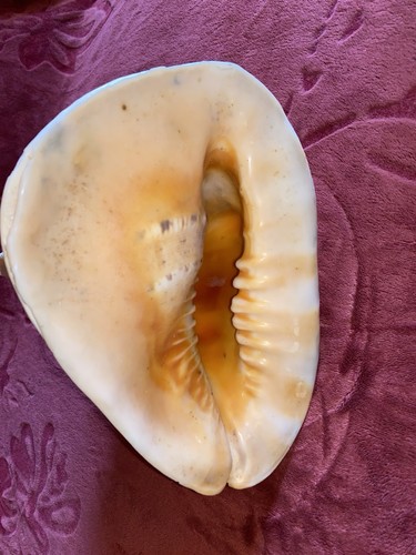 Echte xxl helmschnecke - echte, /