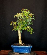 Bonsai dreispitz ahorn - dreispitz-ahorn, acer