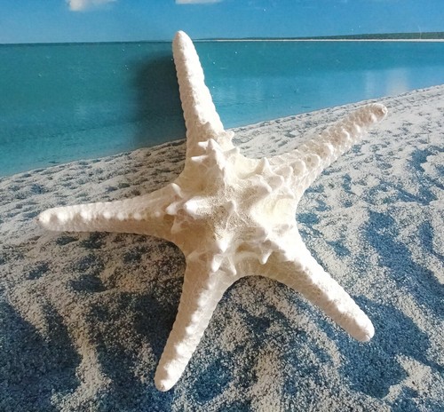 Xxl seestern knobby natur - xxl, "knobby"natur