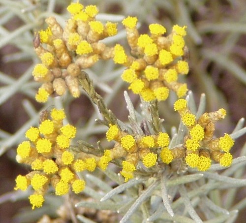 Samen italienische immortelle - samen,