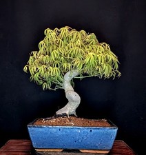 BONSAI JAPANISCHER