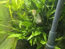 Javafarn Aquariumpflanzen Ableger Verschiedene Größen