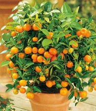 Orangen-Bäumchen,1 Pflanze