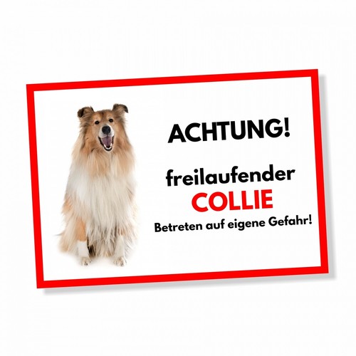 Collie freilaufender hund - hund, dog