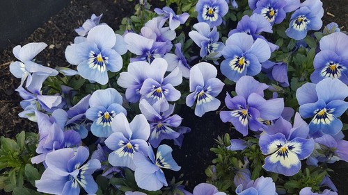 Hornveilchen viola cornuta - *, *