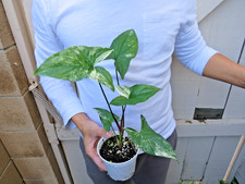 Syngonium Albo Variegata Plant