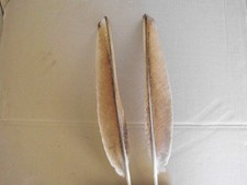 2 rotbraun gemusterte Pfauenfedern ,  37 cm  lang, Pfeile, Mittelalter