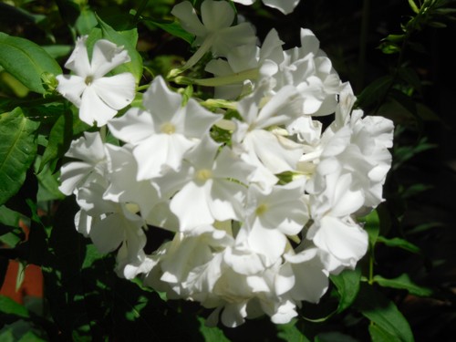 Pflanze blume staude phlox - pflanze/blume/staude,