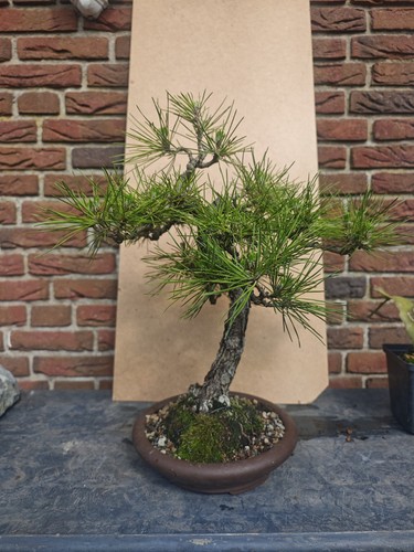 Bonsai japanische - bonsai,