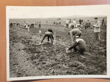 Foto Landwirtschaft Bauer FZ