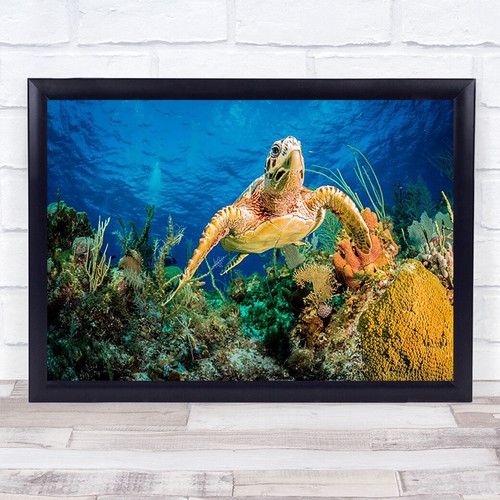 Karettschildkröte schwimmt