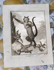 Altes Bild Druck  Kupuziner Affe  Tom. VII.  Abraham Jacobs Hulk LE SAJOU Cornu