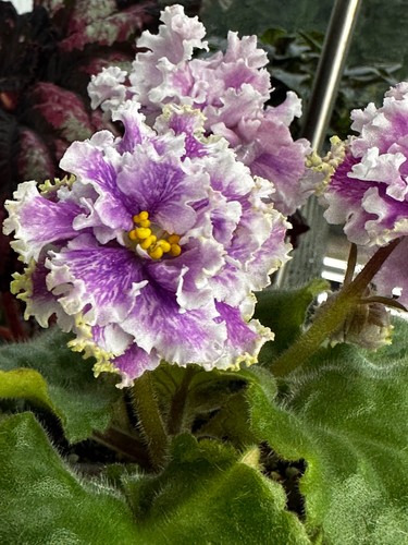 African violet zwetochnie - african, (av-zwetochnie