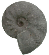 Trias  Ceratites sublaevigatus  Ceratit  Muschelkalk  Lindach  Franken  Q1-9