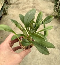 Masdevallia Species Uniflora Dark Flower NEW Orchideen Dracula