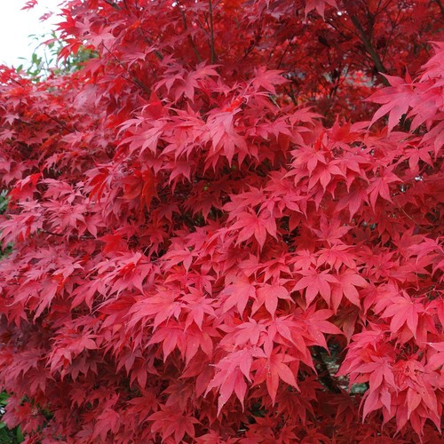 Roter fächerahorn acer - fächerahorn,