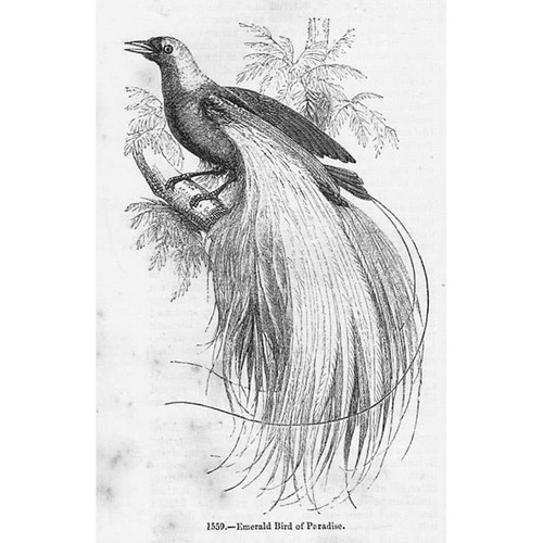 Vögel smaragd paradiesvogel - vÖgel,
