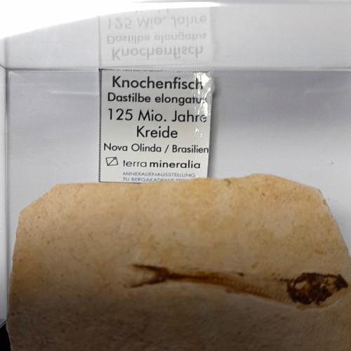 Fossiler fisch - fossiler, (tierfossil)