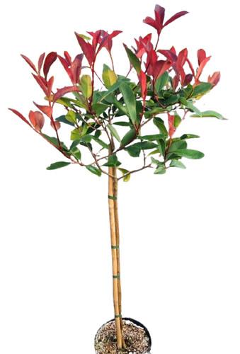 Photinia xfraseri red robin - xfraseri,