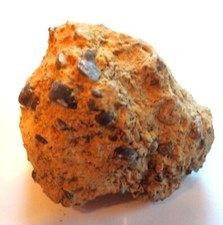 Stufe mit Stielglieder, Seelilie Encrinus liliformis ?W694Schau Mal durch !