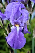 ♥ Harbor Blue  blaue Bartiris Schwertlilie 5 Rhizome (Fächer) mit 6-10 Austriebe