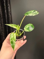 Philodendron Emerald Queen