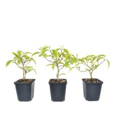 Beautyfruit - Pre Bonsai -