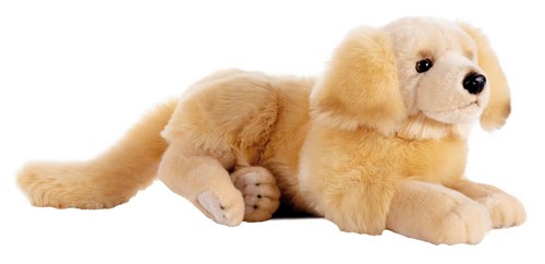 Golden retriever hund - golden,